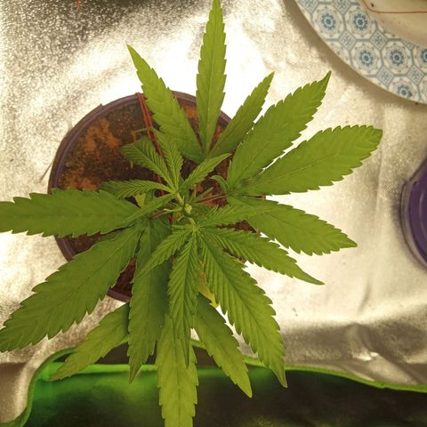 Seend Aleatória (Natural) growlog timeline photo