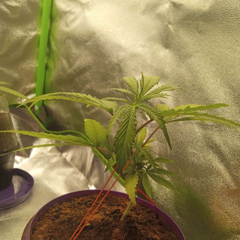Seend Aleatória (Natural) growlog timeline photo