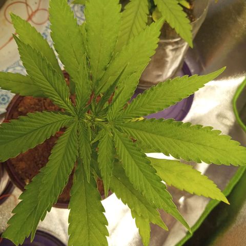 Seend Aleatória (Natural) growlog timeline photo
