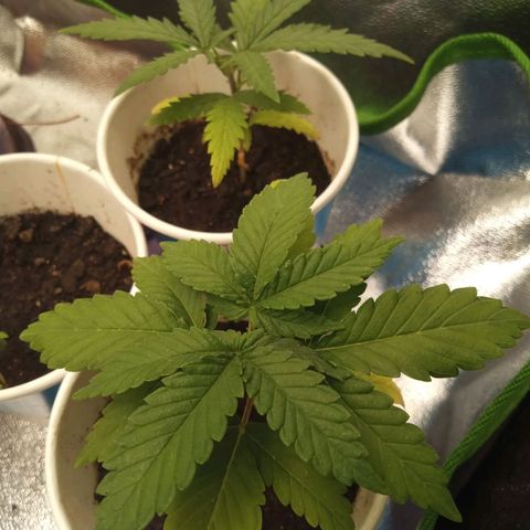 Bodinho growlog timeline photo