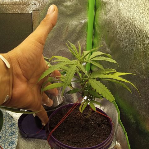Seend Aleatória (Natural) growlog timeline photo