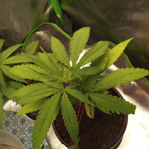 Seend Aleatória (Natural) growlog timeline photo