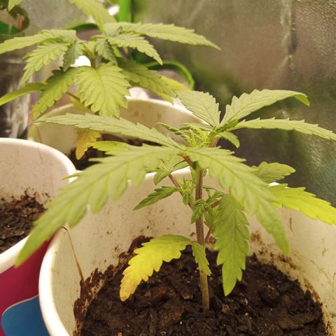 Bodinho growlog timeline photo