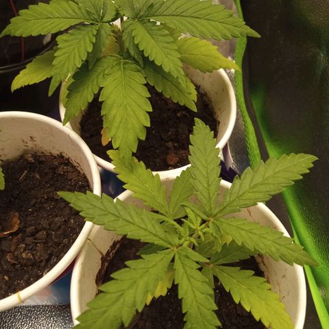 Bodinho growlog timeline photo