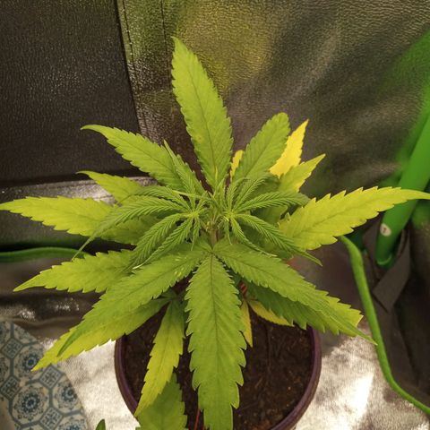 Seend Aleatória (Natural) growlog timeline photo