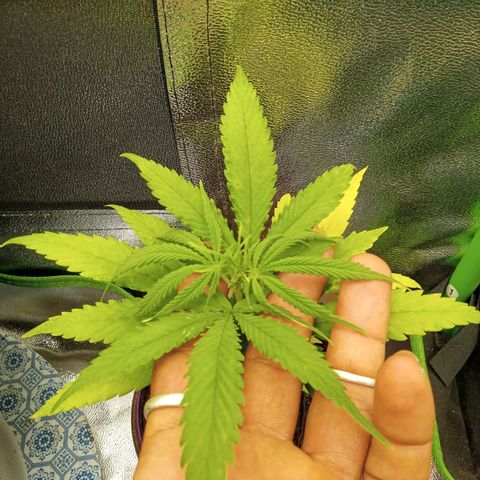 Seend Aleatória (Natural) growlog timeline photo