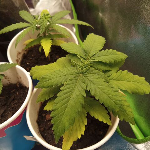 Bodinho growlog timeline photo