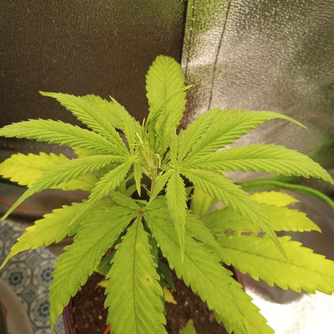 Seend Aleatória (Natural) growlog timeline photo