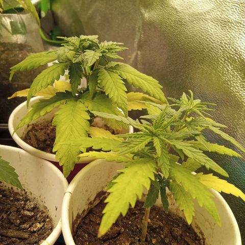 Bodinho growlog timeline photo