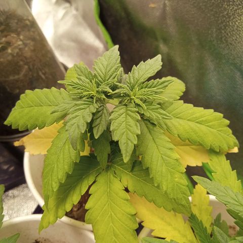 Bodinho growlog timeline photo