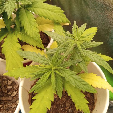 Bodinho growlog timeline photo
