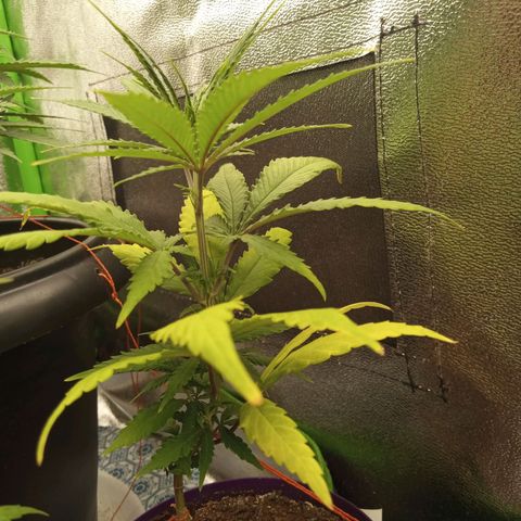 Seend Aleatória (Natural) growlog timeline photo