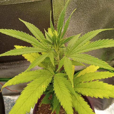 Seend Aleatória (Natural) growlog timeline photo
