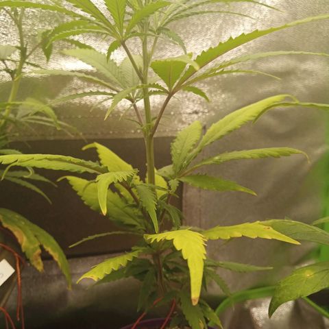 Seend Aleatória (Natural) growlog timeline photo