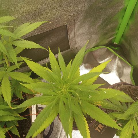 Seend Aleatória (Natural) growlog timeline photo