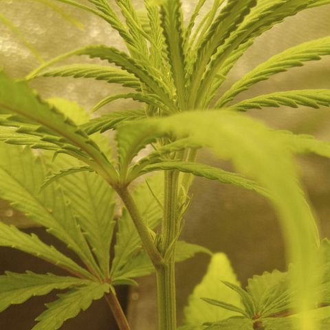 Seend Aleatória (Natural) growlog timeline photo