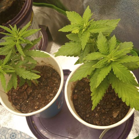 Bodinho growlog timeline photo