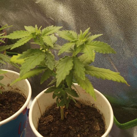 Bodinho growlog timeline photo