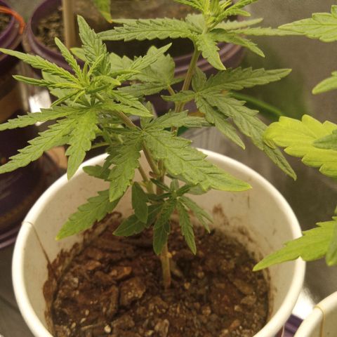 Bodinho growlog timeline photo