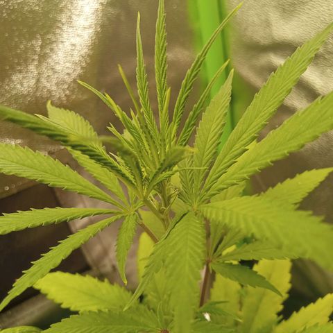 Seend Aleatória (Natural) growlog timeline photo
