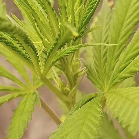 Seend Aleatória (Natural) growlog timeline photo