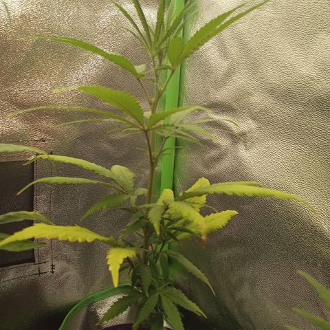 Seend Aleatória (Natural) growlog timeline photo
