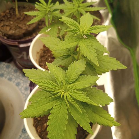 Bodinho growlog timeline photo