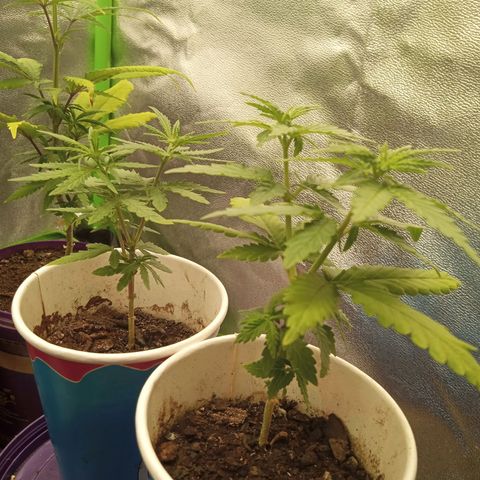 Bodinho growlog timeline photo