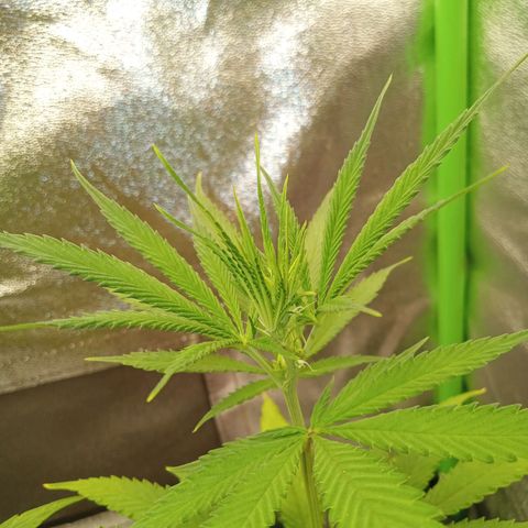 Seend Aleatória (Natural) growlog timeline photo