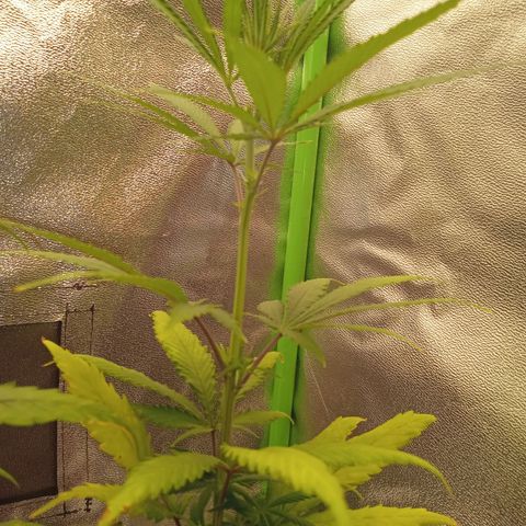 Seend Aleatória (Natural) growlog timeline photo