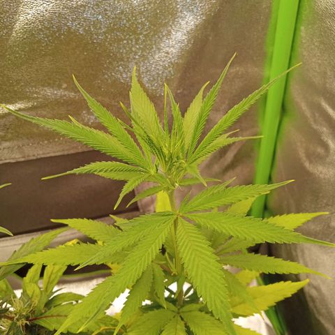 Seend Aleatória (Natural) growlog timeline photo