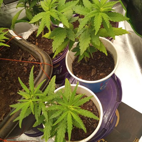 Bodinho growlog timeline photo
