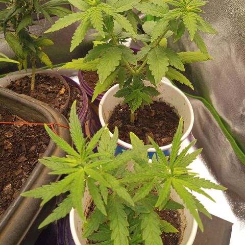 Bodinho growlog timeline photo