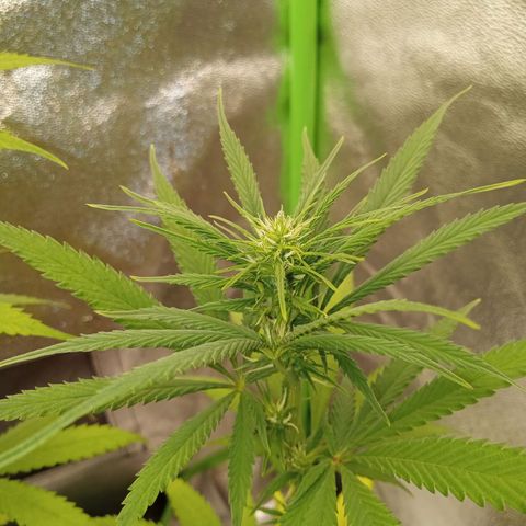 Seend Aleatória (Natural) growlog timeline photo