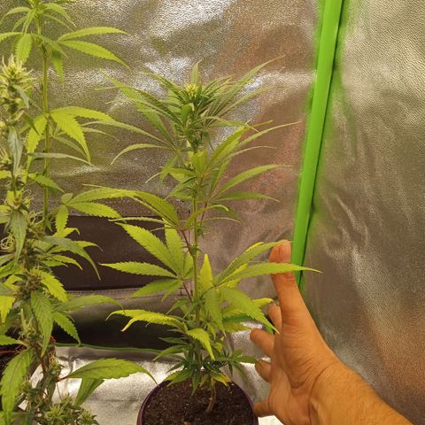 Seend Aleatória (Natural) growlog timeline photo