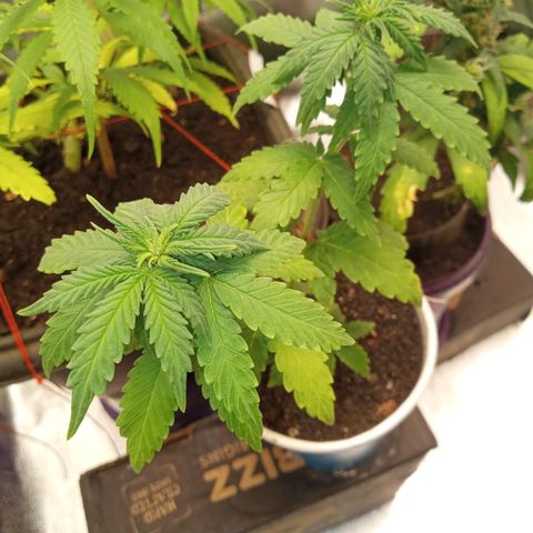 Bodinho growlog timeline photo