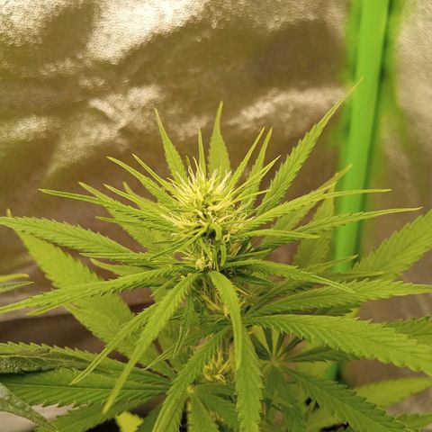 Seend Aleatória (Natural) growlog timeline photo