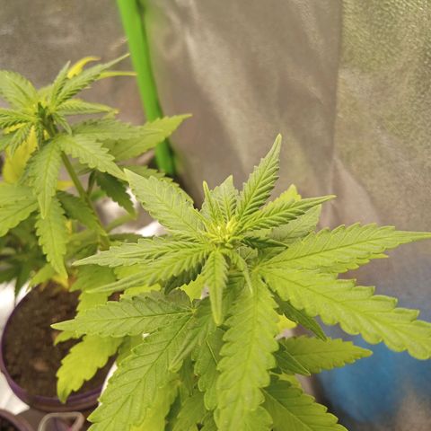 Bodinho growlog timeline photo