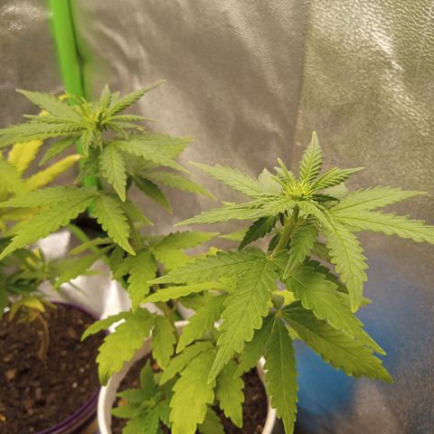 Bodinho growlog timeline photo