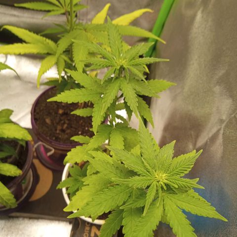 Bodinho growlog timeline photo