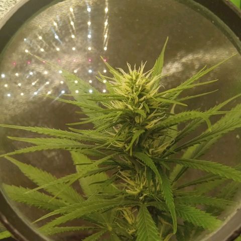 Seend Aleatória (Natural) growlog timeline photo
