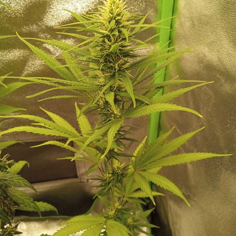 Seend Aleatória (Natural) growlog timeline photo