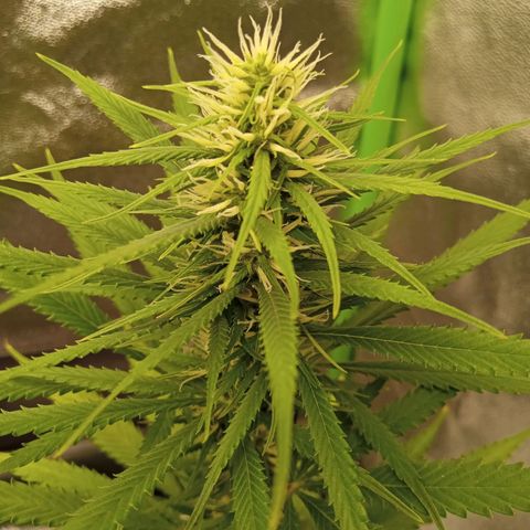 Seend Aleatória (Natural) growlog timeline photo