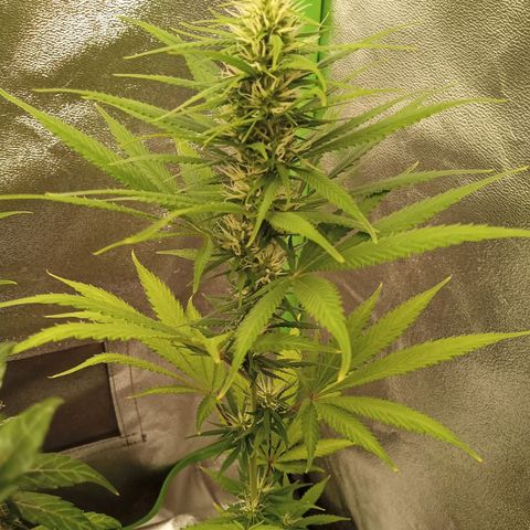 Seend Aleatória (Natural) growlog timeline photo
