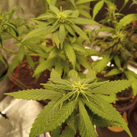 Bodinho growlog timeline photo