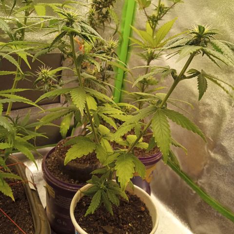 Bodinho growlog timeline photo