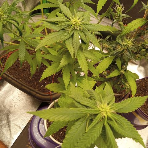 Bodinho growlog timeline photo