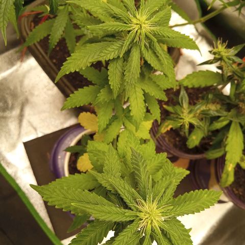 Bodinho growlog timeline photo