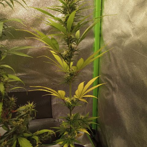 Seend Aleatória (Natural) growlog timeline photo