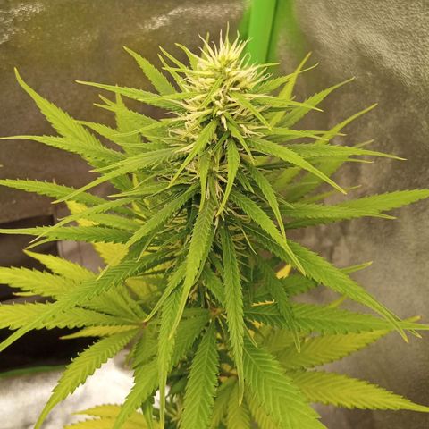 Seend Aleatória (Natural) growlog timeline photo